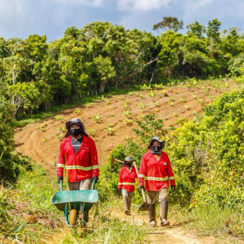 BAMIN fortalece compromisso com a Mata Atlântica e promove reflorestamento no Sul da Bahia