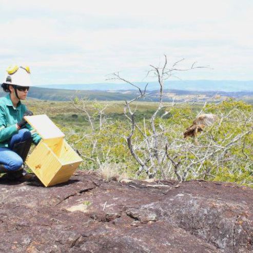 Após cirurgia no CAVE, corujinha se recupera de lesão e é solta em área de preservação monitorada pela BAMIN