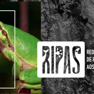 Projeto RIPAS oferece atendimento a animais silvestres