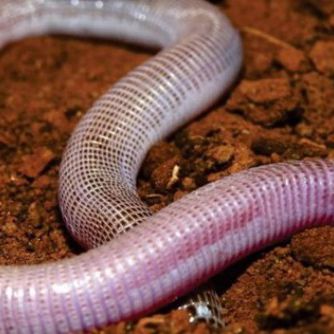 BAMIN promove palestra sobre biodiversidade para colaboradores
