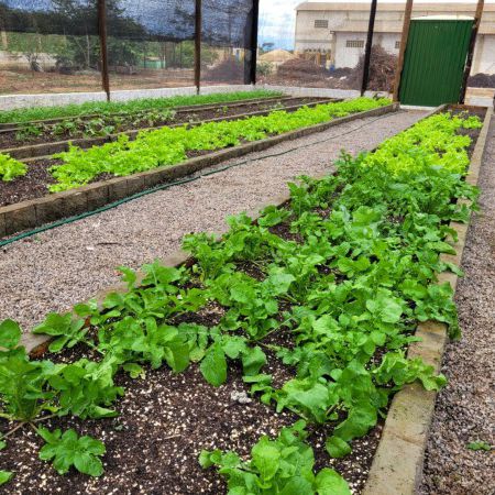 Coleta seletiva em Caetité produz mais de 2 toneladas de adubo natural e mantém colheita sustentável em horta 100% orgânica