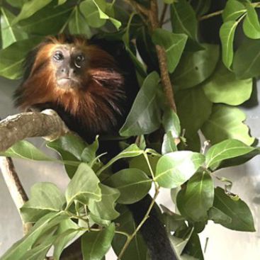 BAMIN participa do II Fórum de Programas de Fauna do Licenciamento Ambiental Federal do IBAMA, em Brasília