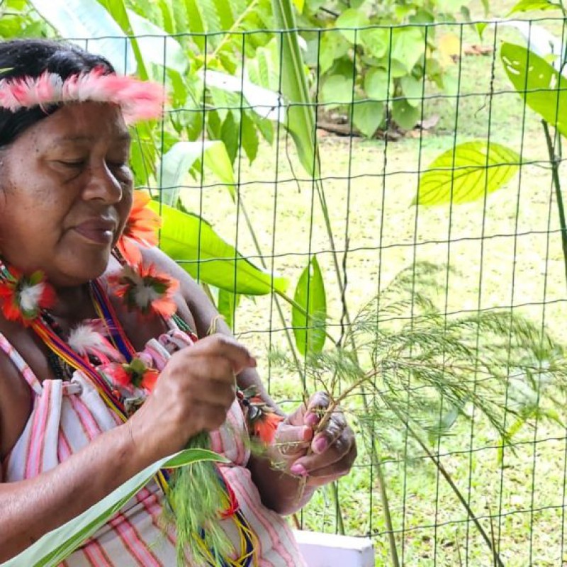 BAMIN promove oficina sobre uso de plantas medicinais com povos originários