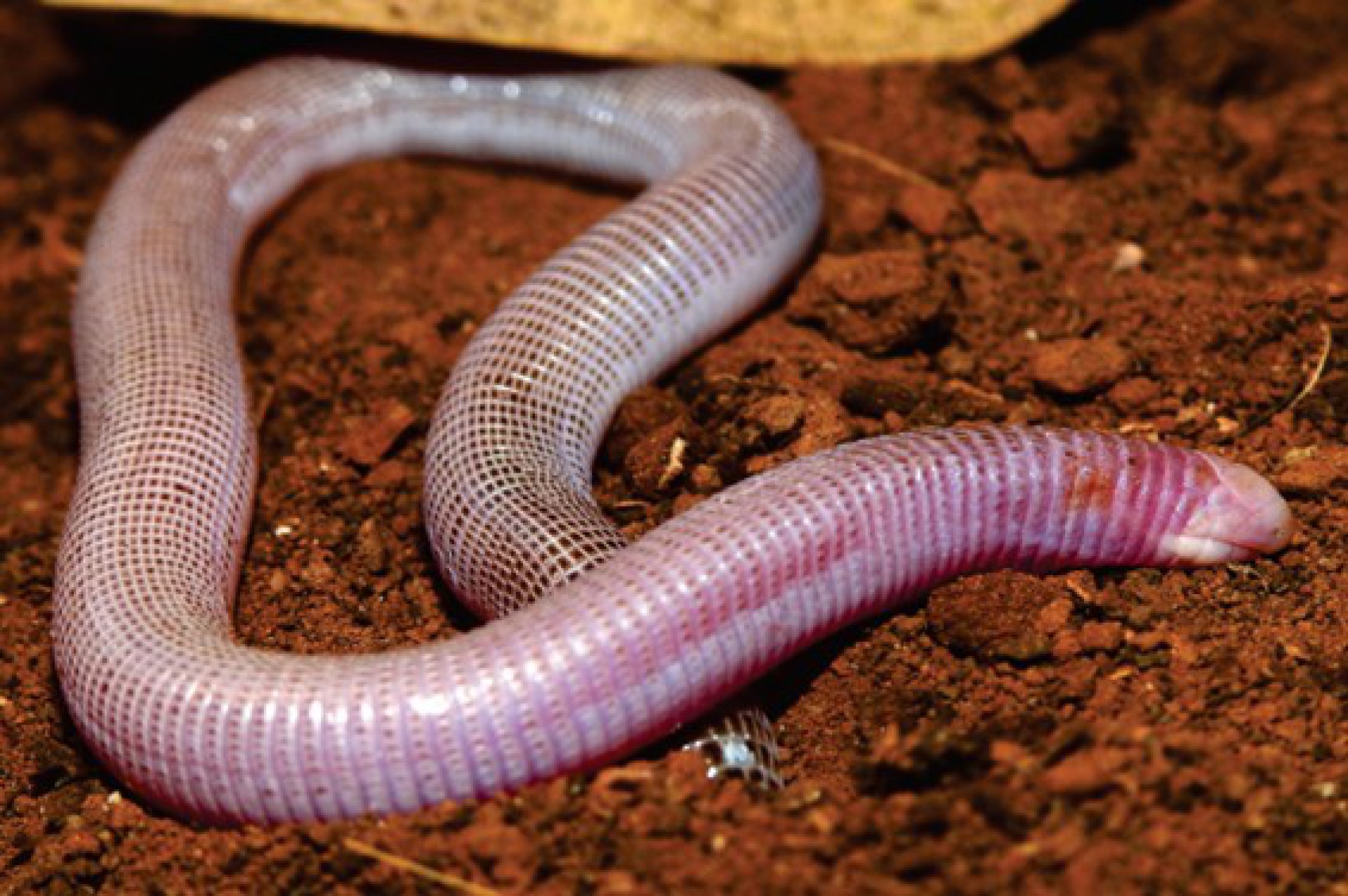 Nova espécie de cobra-de-duas-cabeças é descoberta na Bahia em área da BAMIN
