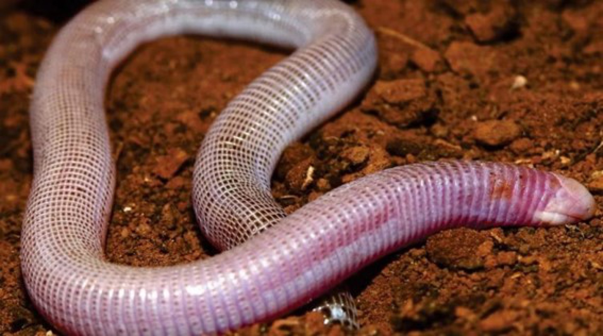 BAMIN promove palestra sobre biodiversidade para colaboradores