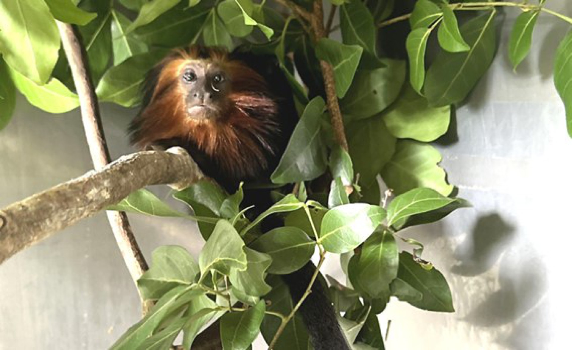 BAMIN participa do II Fórum de Programas de Fauna do Licenciamento Ambiental Federal do IBAMA, em Brasília