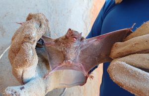 BAMIN participa de captura de morcegos hematófagos em Brumado